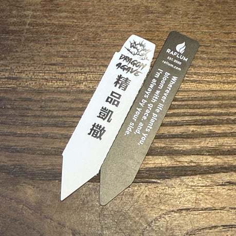 アガベ チタノタ 精品シーザー / 精品凱撒  【台湾 dragon agave産/中株/抜き苗】E