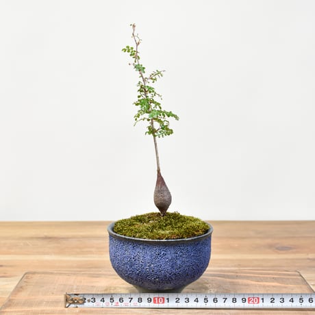 【“WACK” ON YOUR SIDE】オペルクリカリア パキプス WACK-A112