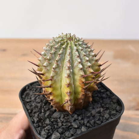 ホリダ　確認用 ホリダ 確認用 ユーフォルビア ホリダ