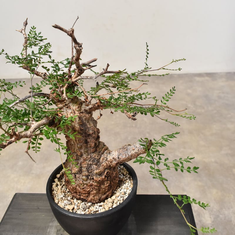 オペルクリカリア パキプス （発根済み） RF231565(T) | RAFLUM / ラフ