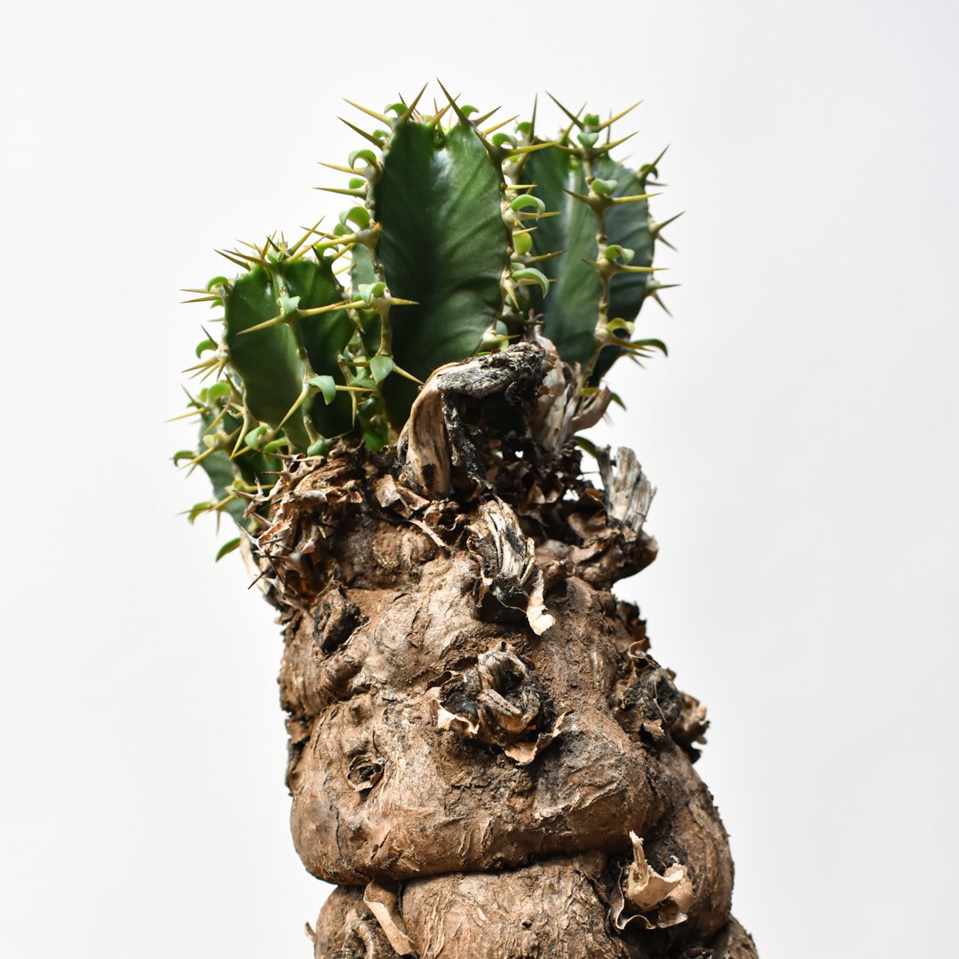 ユーフォルビア ムランジーナ ユーフォルビア ムランジーナ 004 – linkplants -リンクプランツ-