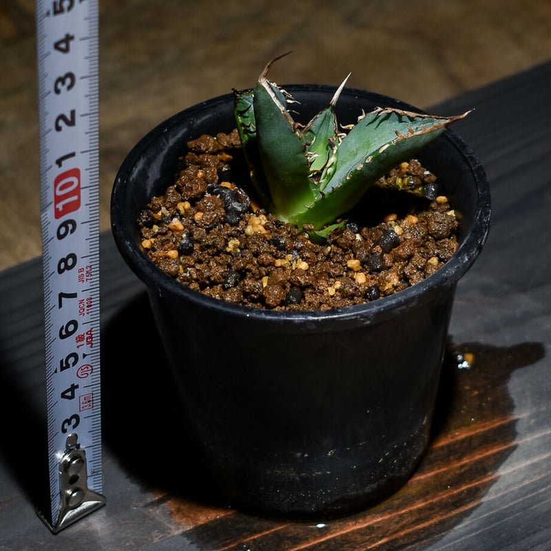 アガベ チタノタ 