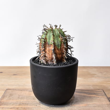 ユーフォルビア | STORES