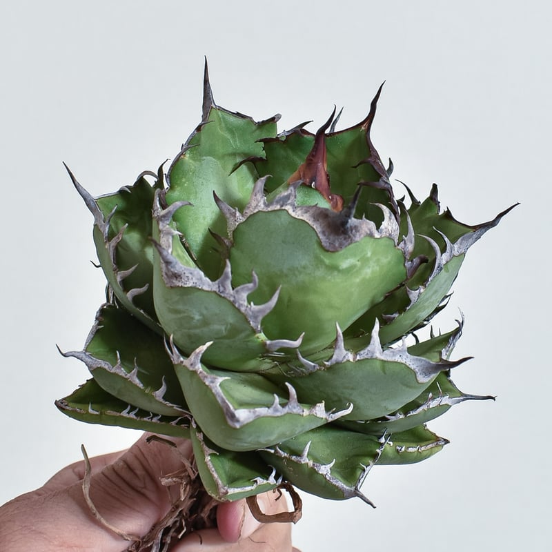 アガベ チタノタ　スペシャル　/ 胖鯨　オテロイ アガベ チタノタ スペシャル agave titaonota special 胖鯨 発根済み