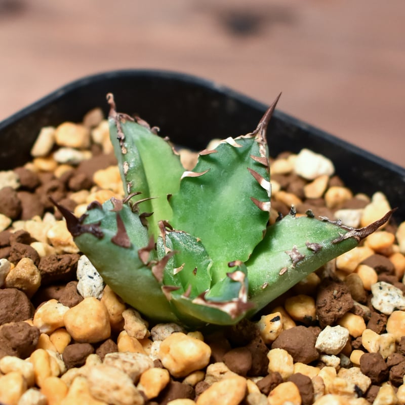 アガベ チタノタ ブラックアンドブルー 