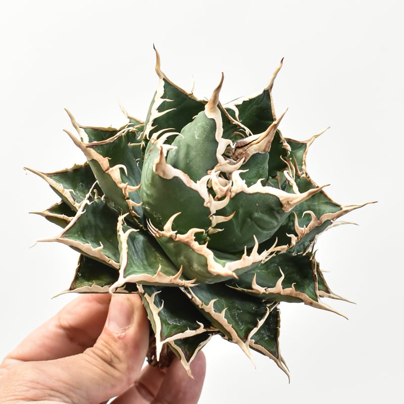 アガベ　チタノタ　海王　大株　鉢付き　美株　厳選　ワイルド アガベ チタノタ 海王 大株 鉢付き 美株 厳選 ワイルド Agave titanota