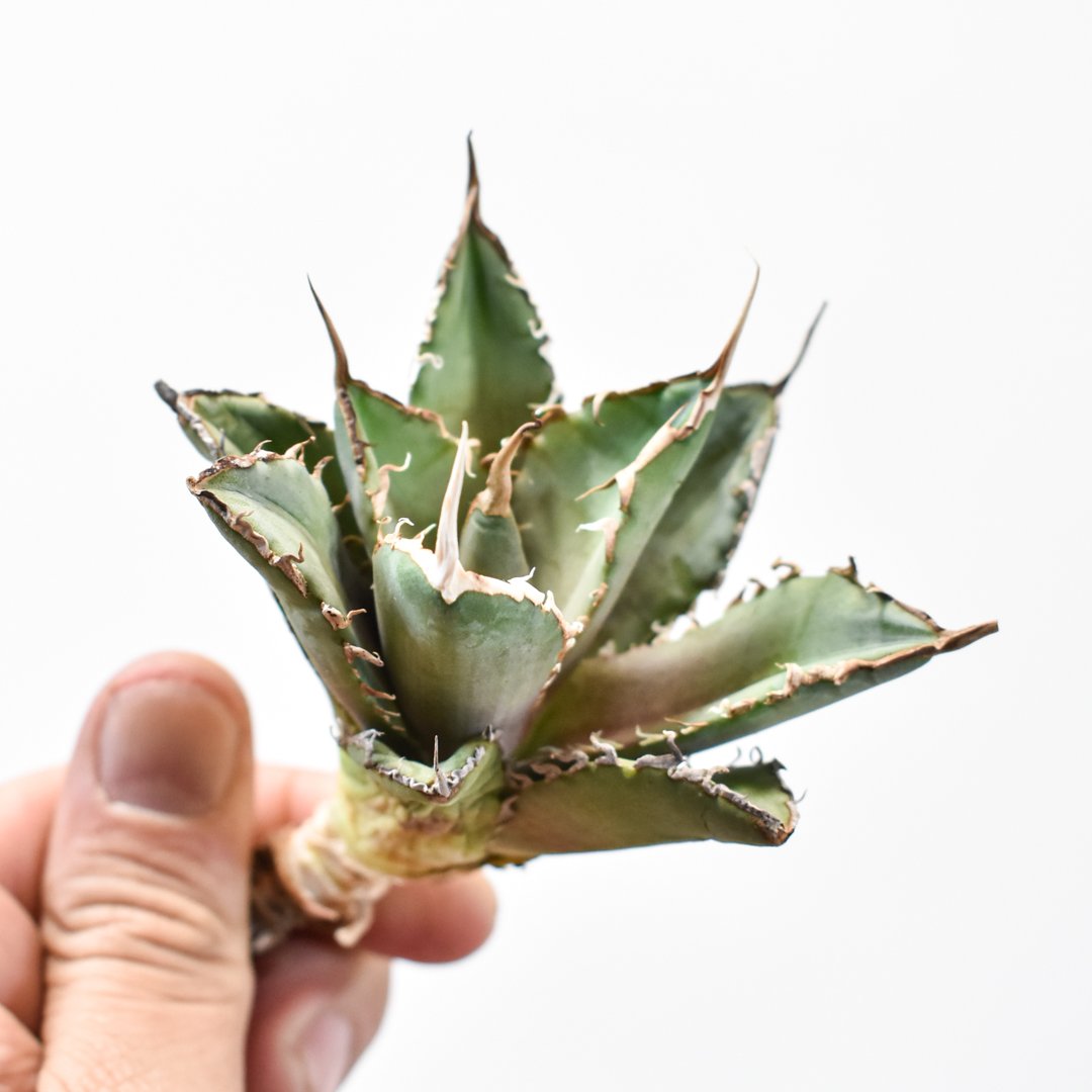 ブツブツ系アガベ】痘痘龍(豆豆龍)子株 / チタノタ EMP アガベ