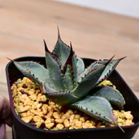 アデニウム ソマレンセ 【大株】（発根済み） RF22786 | RAFLUM