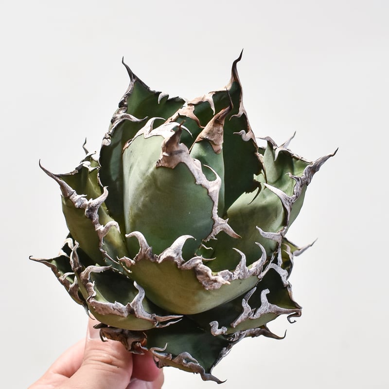 アガベ チタノタ シーザー / 凱撒 【台湾 dragon agave産/大株/抜き苗