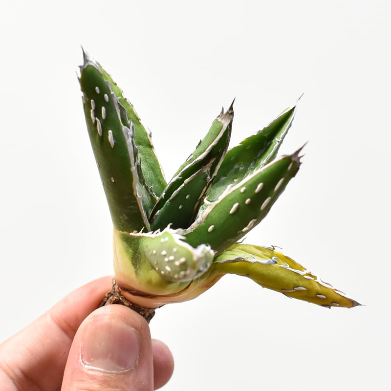 アガベ ピンティラ 実生 特大苗】（ピチンラ）