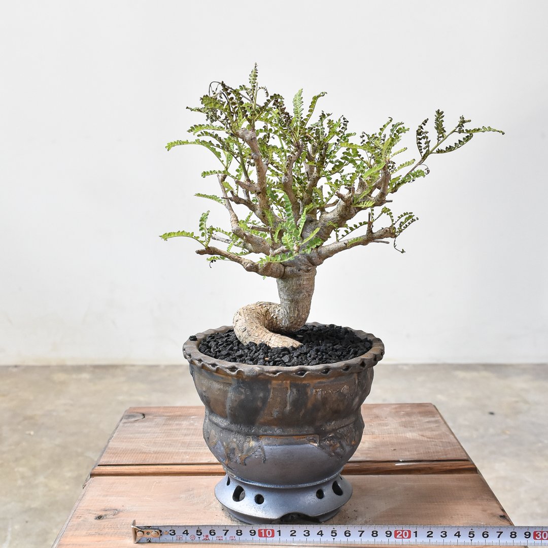 fit=scale-down,w=1200