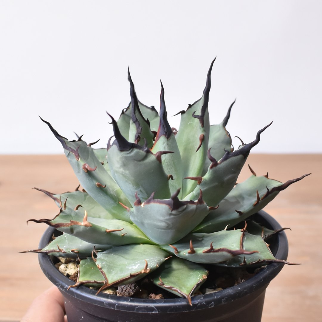 アガベ 　ハイブリット アガベ ハイブリット 象牙妖炎×黑帝斯 / エボリスピナ×ハデス 