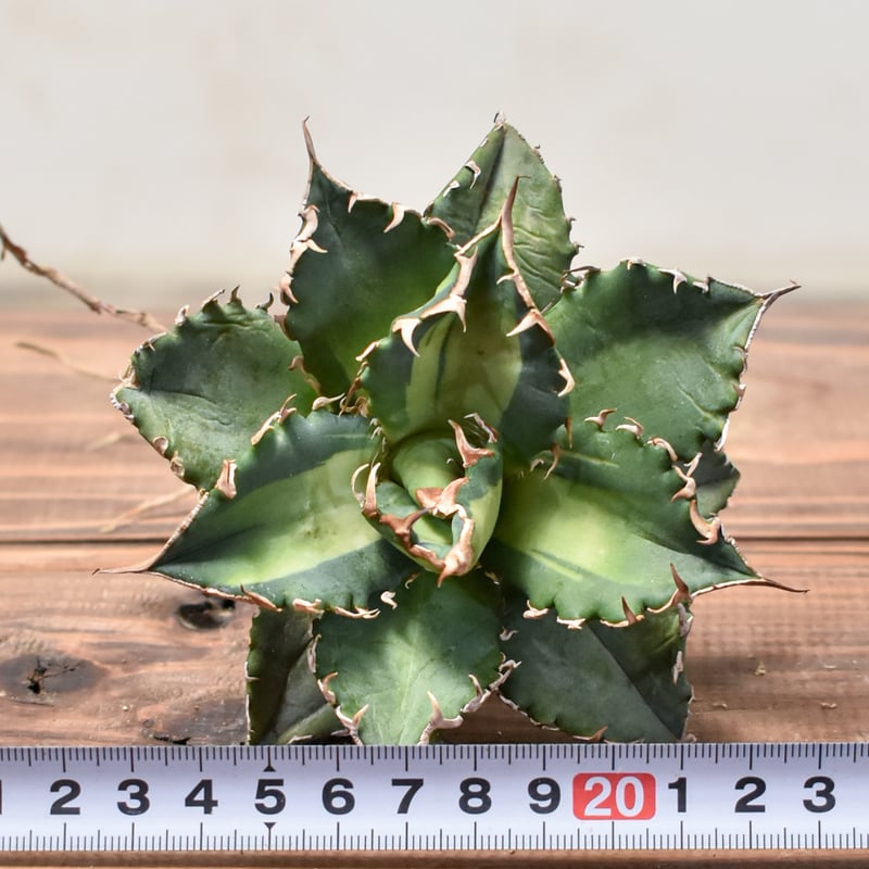 緑犀牛 巌竜 アガベ オタロイ チタノタ アガベ チタノタ 姫巌竜 肉厚 良型 Agave Titanota 'Dwarf