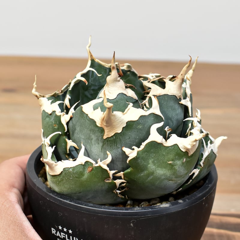 アガベ チタノタ OC子株セット 検) 白鯨 金鯨 麻花龍 冰雹 妖炎 アガベ