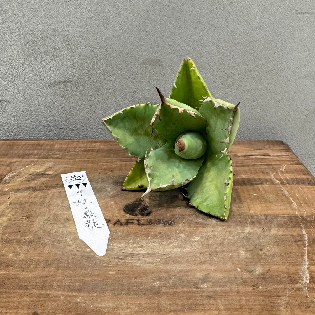 アガベ Dennis hybrid 甲妖x鬼爪(isthmnensis x utahensis アガベ Dennis hybrid 甲妖x鬼爪(isthmnensis x utahensis