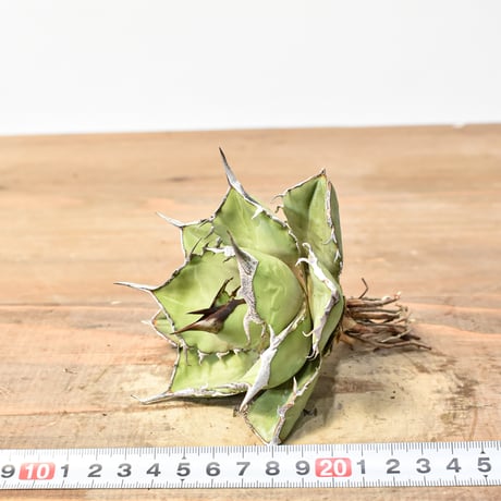 アガベ チタノタ 巨獣 【台湾 dragon agave産/抜き苗/中株】C46
