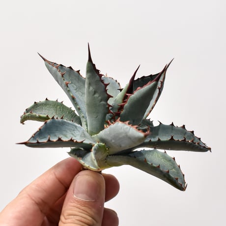 アガベ ハイブリット （パラサナ、イシスメンシス）× 曙光【台湾botanical_seeker産】B RF25011562