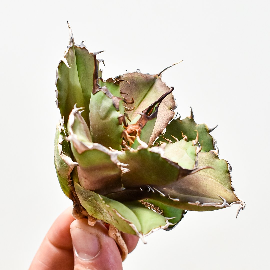 アガベ　大鋼牙 アガべ チタノタ 