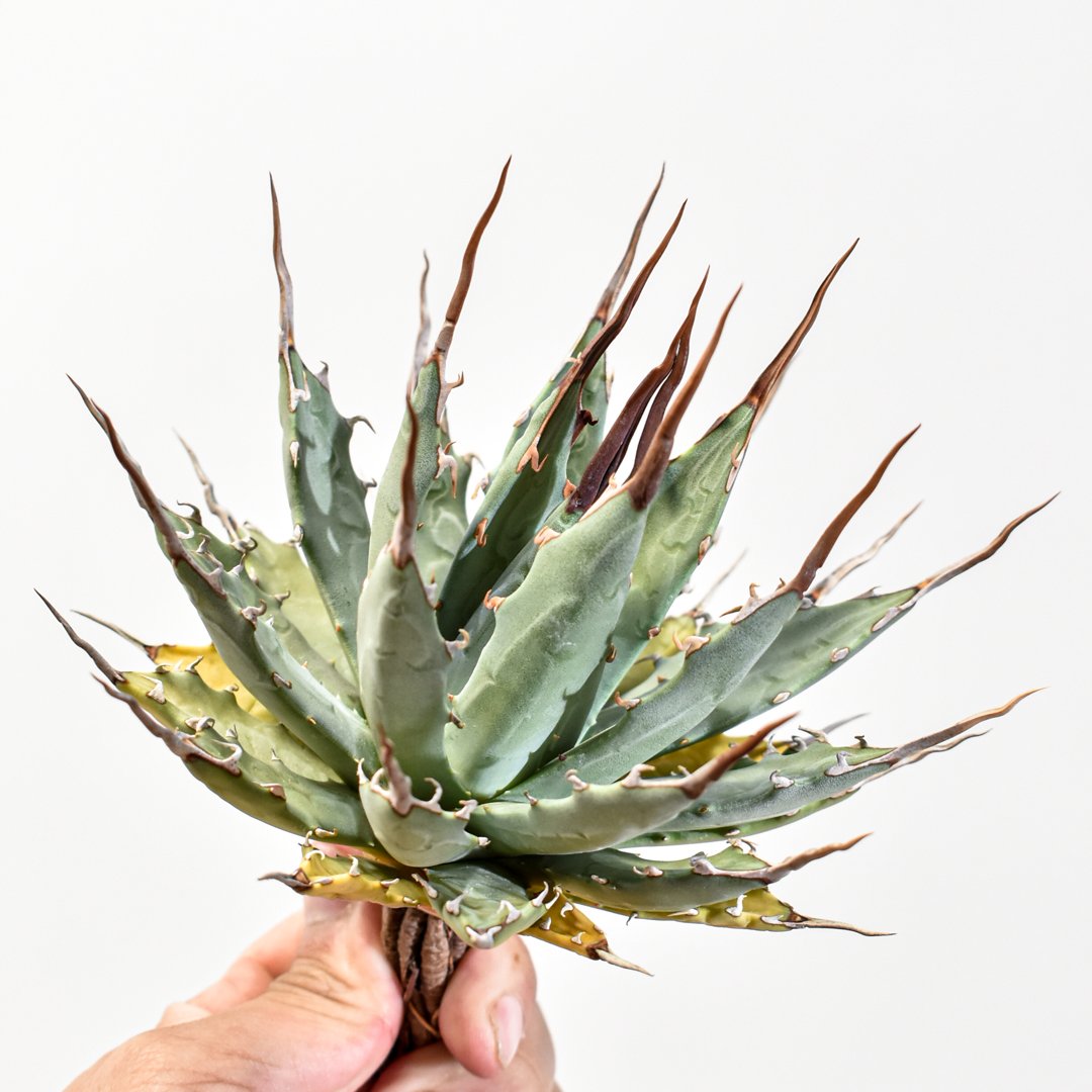 エボリスピナ 妖炎 子株 OC 発根済み エボリスピナ 妖炎 子株 OC 発根済み