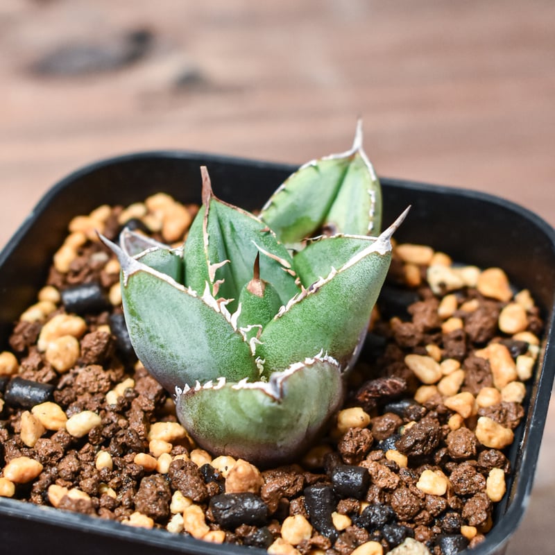 アガベ チタノタ ハデス / 黒帝斯、恐竜牙歯 【RAFLUM産/発根