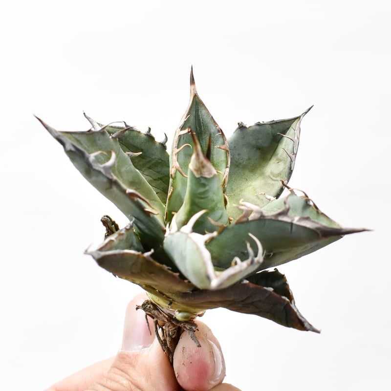 国内実生最高峰】アガベ オテロイ【OSPセレクト株 / 抜き苗 / 実生】7