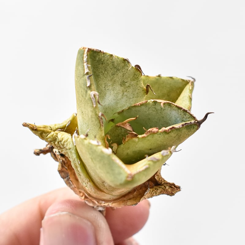 アガベ チタノタ 