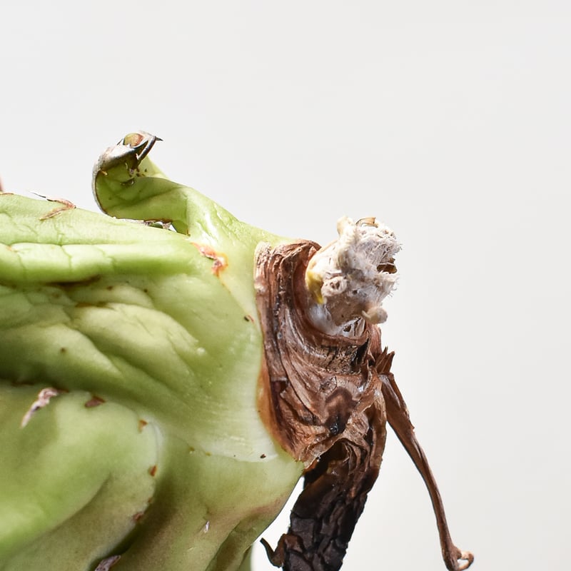 アガベ チタノタ チーター 