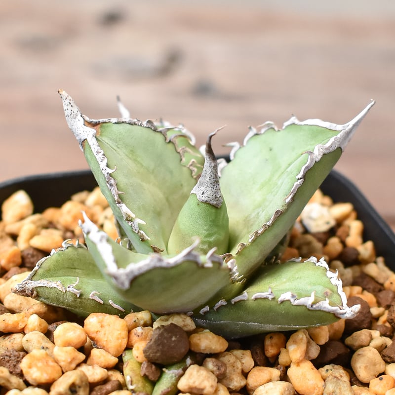 アガベ チタノタ 