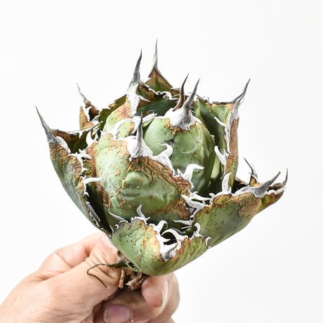 アガベ チタノタ “ボールタイプ白鯨”  "精品老白鯨”【台湾 dragon agave産/抜き苗/中株】G DG25010044(T)