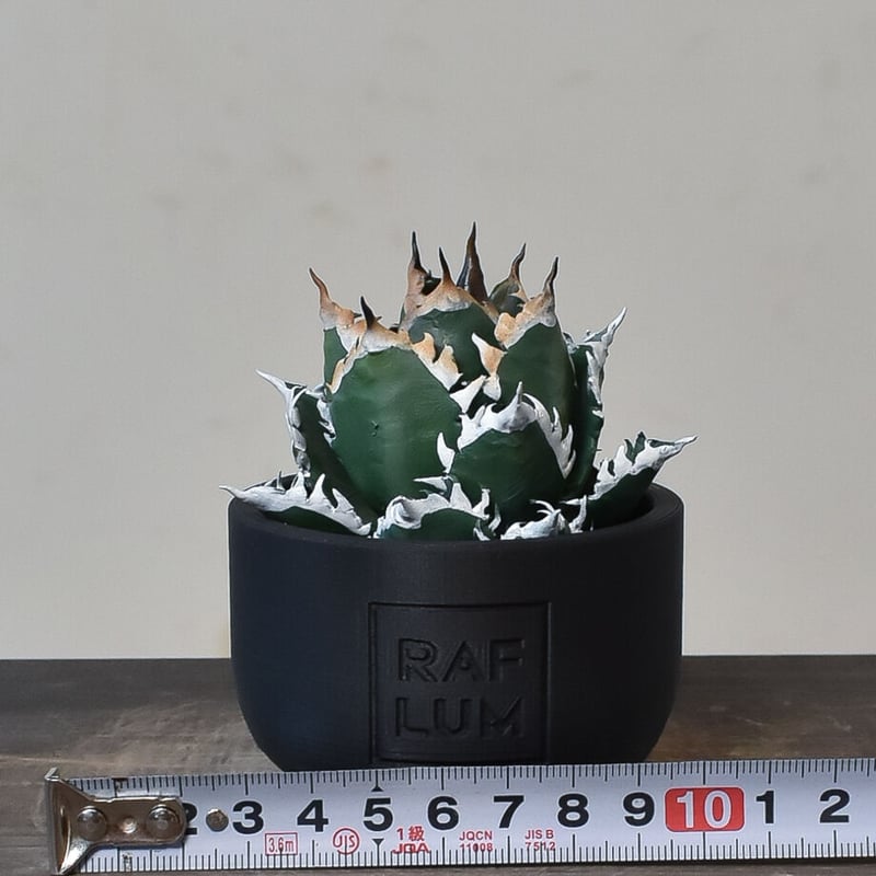 RAFLUM POT LAB. 陶器鉢 アガベ 塊根 新品 RAFLUM POT LAB. 陶器鉢 アガベ 塊根 新品 鉢・プランター