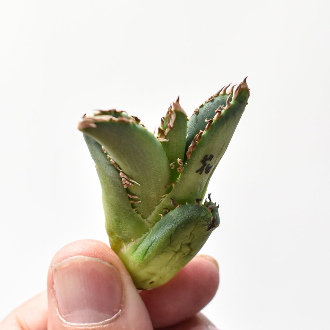 アガベ　麻花　台湾産 アガベ チタノタ 