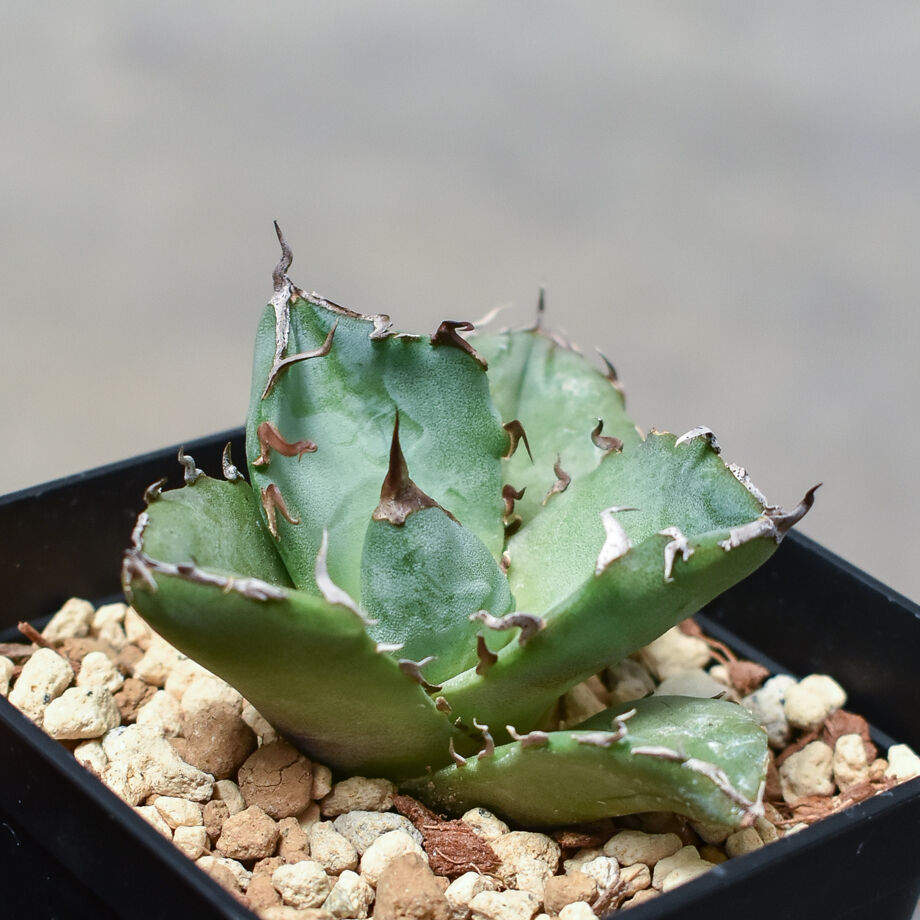 アガベ チタノタ 