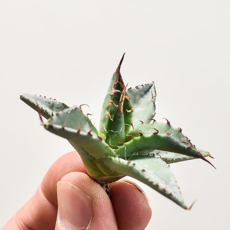 エボリスピナ×ブラック&ブルー　アガベ Agave hybrid エボリスピナ × ブラック＆ブルー 陽炎 チタノタ