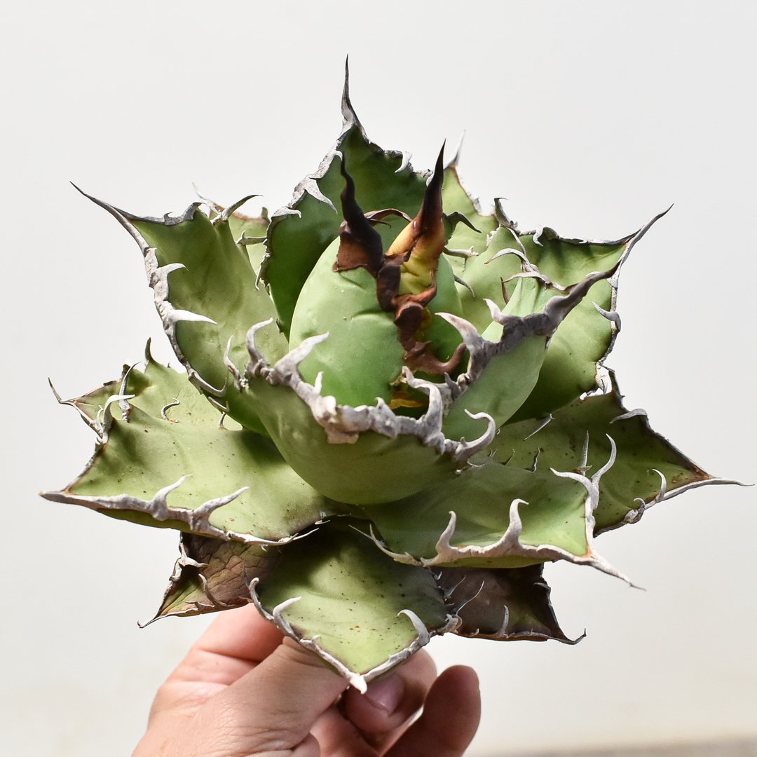 アガベ チタノタ シーザー / 凱撒 【台湾産/中株/抜き苗】B DG2400575