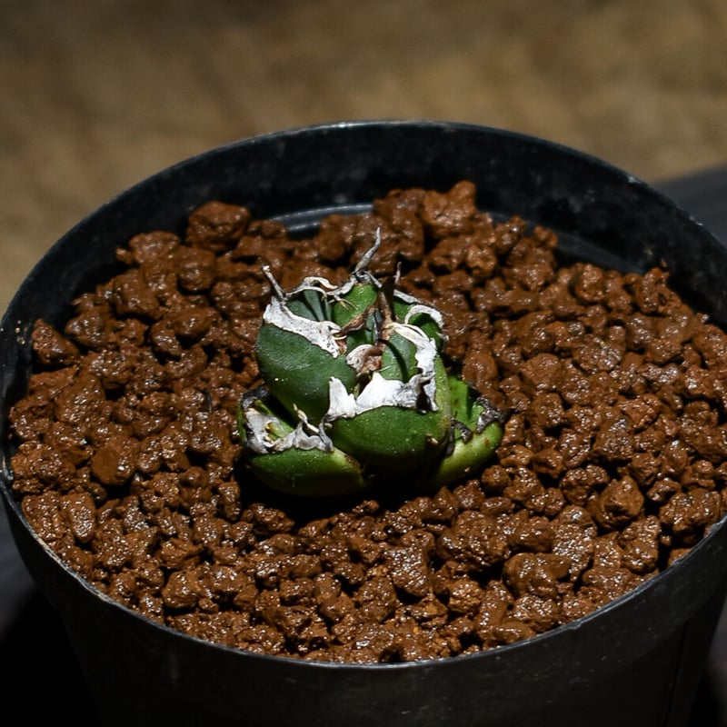 ［親株］アガベ　チタノタ　鬼爪　子株付き アガベ チタノタ 