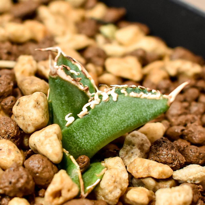 アガベ チタノタ ホオジロザメ 