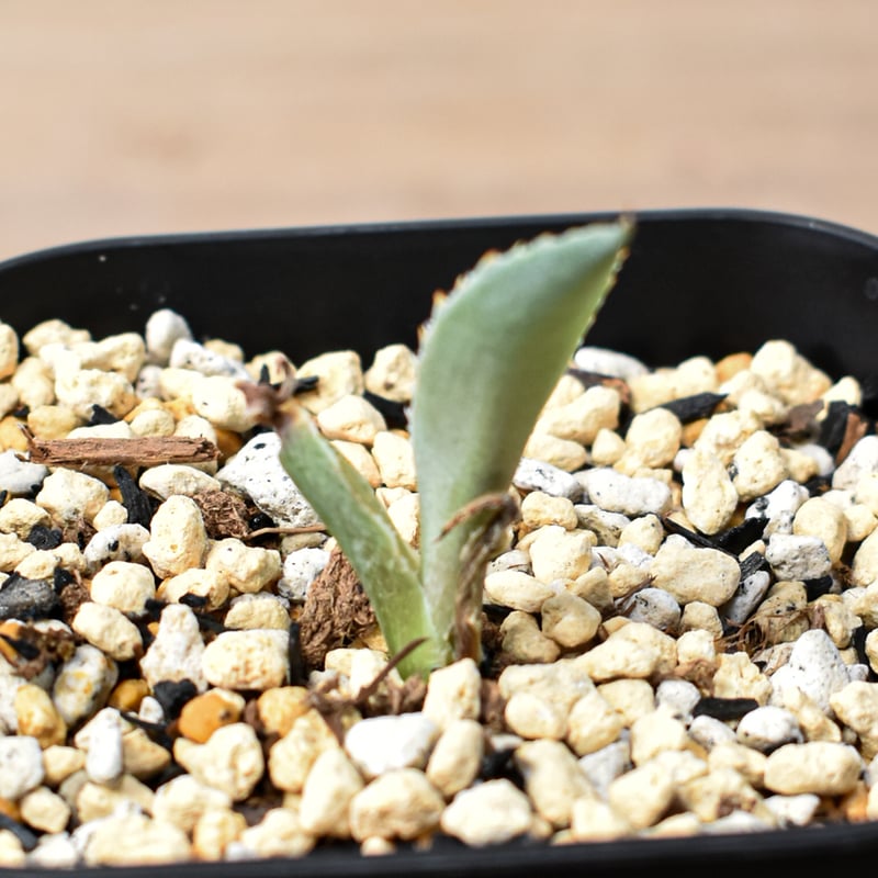 アガベ ハイブリット 