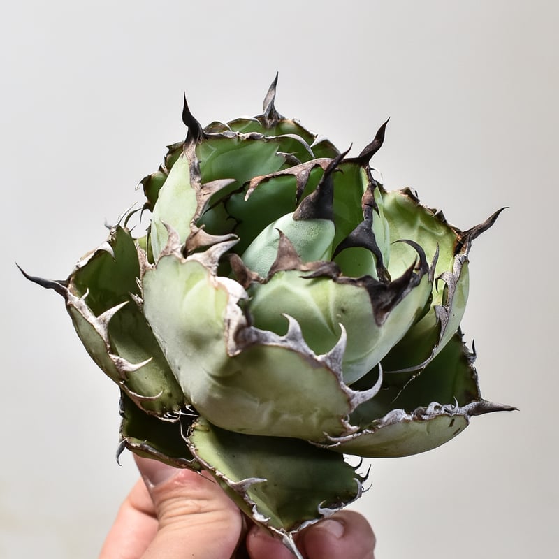 アガベ チタノタ ブラックアンドブルー / BB 