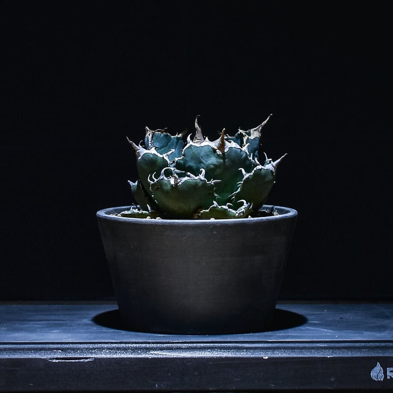 アガベ チタノタ 白鯨 (発根済み) RF22862 | RAFLUM / ラフラム｜東京