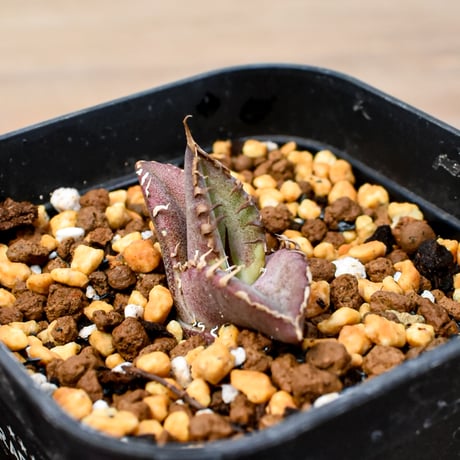 【RAFLUM育成株 5個セット】アガベ Mexico oteroi seeding / オテロイ実生 メキシコ産  【RAFLUM産/実生/子株】B2