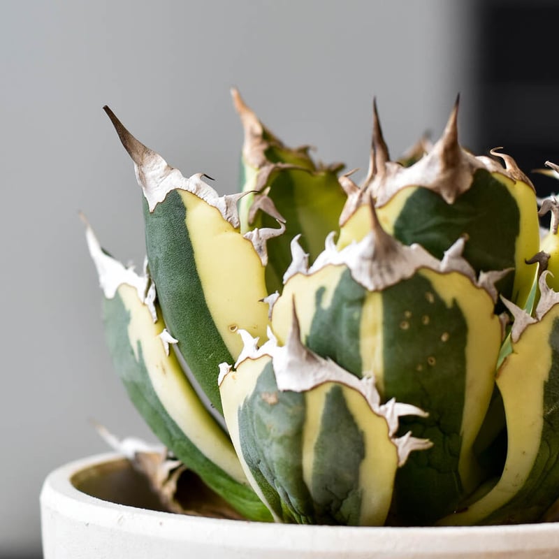 アガベ チタノタ スナグルトゥース【存在感抜群の大人気株！なかなか