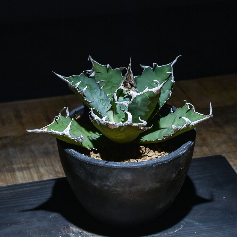 コレクション株　アガベ　チタノタ　fo-076 balltype 大株 コレクション株 アガベ チタノタ fo-076 balltype 大株