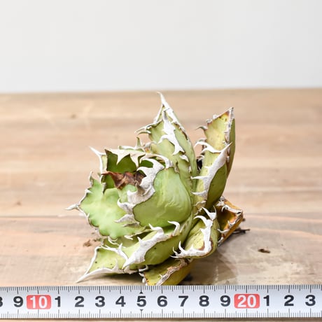 アガベ チタノタ "精品レッドキャットウィーズル" / 精品赤猫 , 精品紅猫  【台湾 dragon agave産/中株/抜き苗】E RF25011517