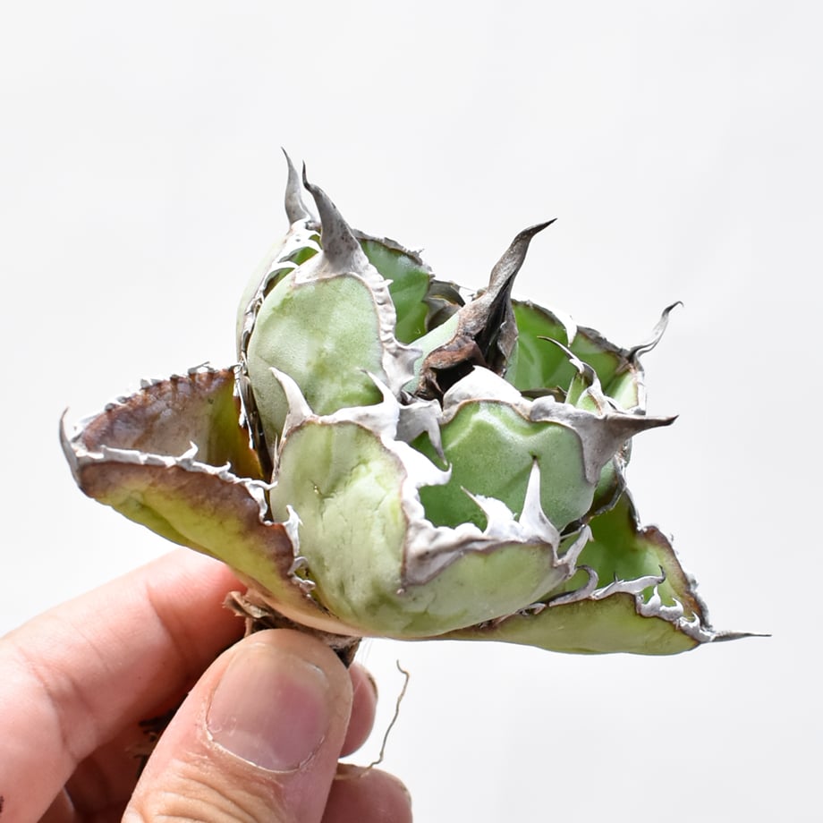67c3800cb363bc3126e9871c