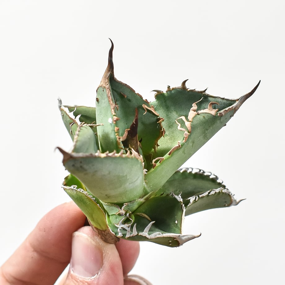 6760e5e23e0c0600ec28afbc