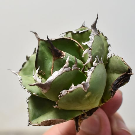 CATEGORY チタノタ 柊月 （Juggernaut × FO-076 hybrid） |