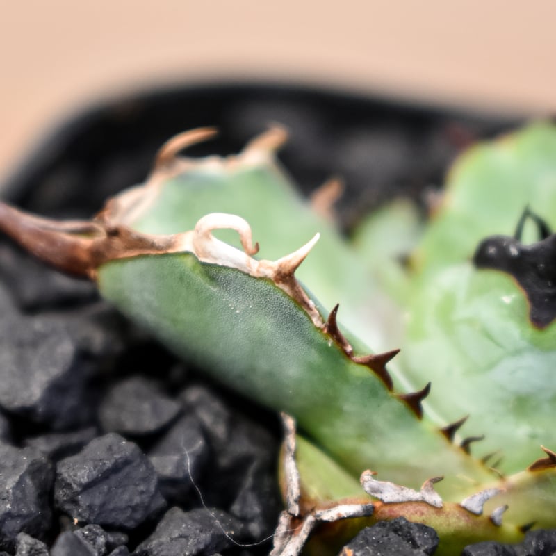 アガベ チタノタ DENNIS B05 【台湾DENNIS産/発根済み/子株】DN24028