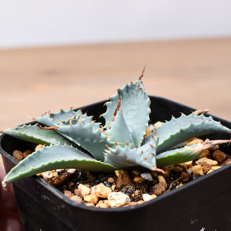 アガベ ハイブリット 日系イシスメンシス×象牙妖炎（陽炎エボリ）【台湾botanical_seeker産】RF25011365