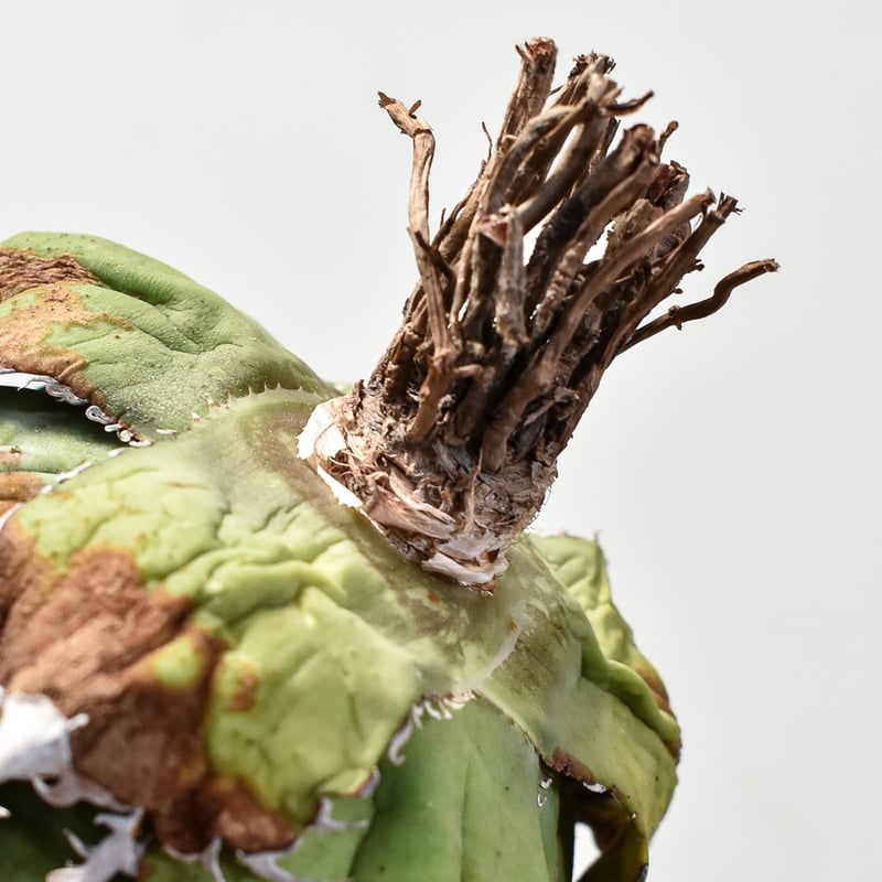 アガベ チタノタ “精品白鯨” 【台湾 dragon agave産/抜き苗/中株】5