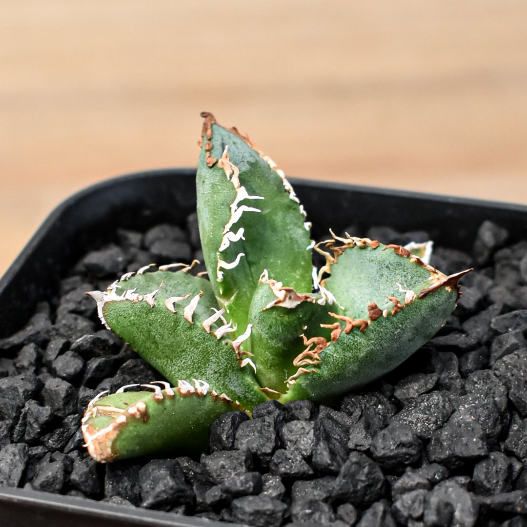 アガベ チタノタ Shi-hao 